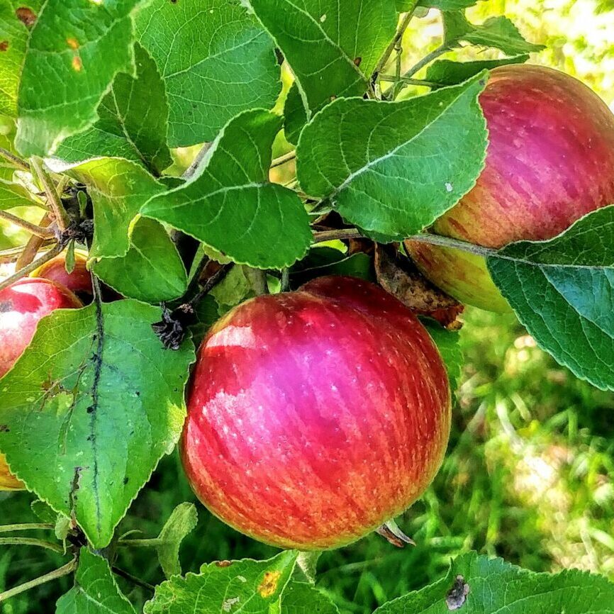 Apples